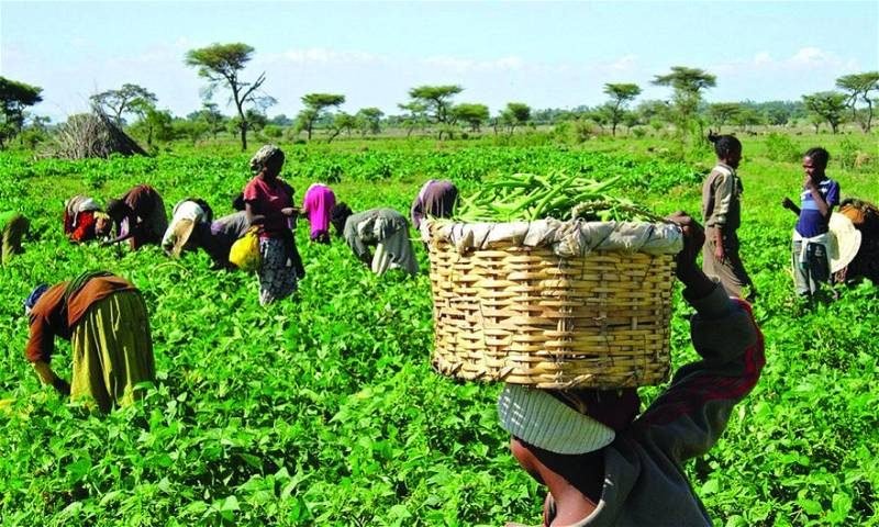 Agriculture Uyo